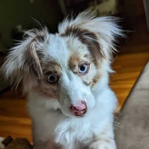 Meet your Posher, Allison